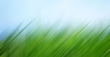 Getting Ready for Spring: Slit Seeding Your Yard
